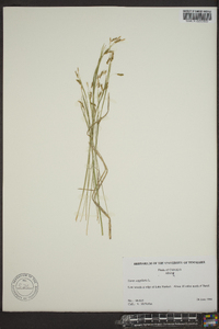 Carex capillaris image