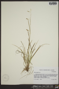 Carex capillaris image