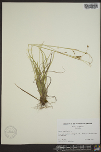 Carex capillaris image