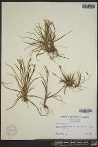 Carex capillaris image