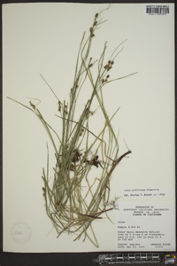 Carex caroliniana image