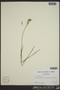 Carex castanea image