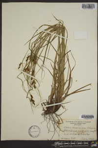 Carex caroliniana image