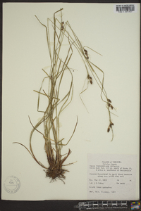 Carex caroliniana image