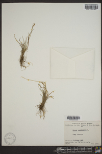 Carex capillaris image