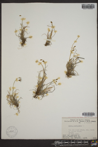 Carex capillaris image