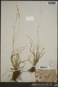 Carex capillaris image