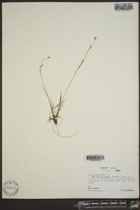 Carex capillaris image