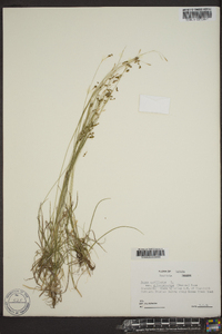 Carex capillaris image