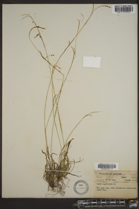 Carex capillaris image