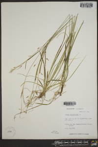 Carex capillaris image