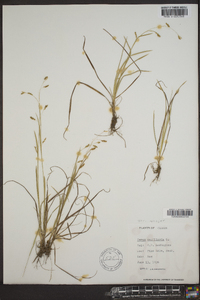 Carex capillaris image