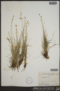 Carex capitata image