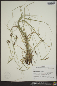 Carex caroliniana image