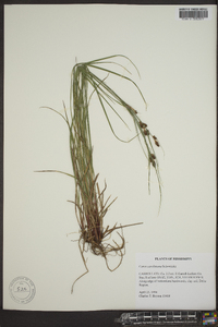 Carex caroliniana image