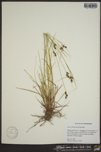 Carex caroliniana image