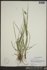 Carex caroliniana image