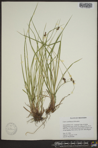 Carex caroliniana image