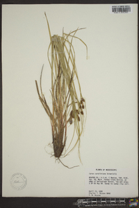 Carex caroliniana image