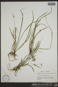 Carex chapmanii image