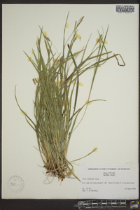 Carex chapmanii image