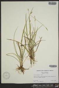 Carex chapmanii image