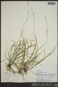 Carex chapmanii image