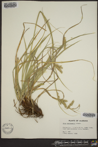 Carex cherokeensis image