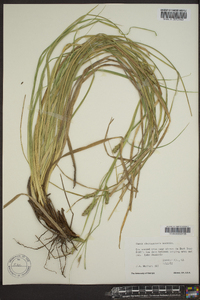 Carex cherokeensis image