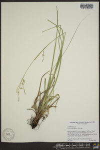 Carex cherokeensis image