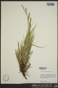 Carex cherokeensis image