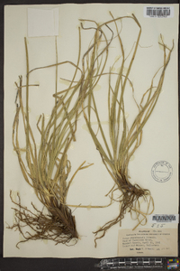 Carex cherokeensis image