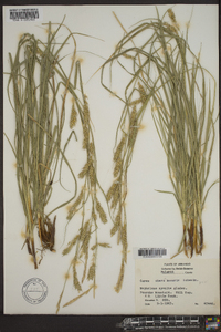 Carex cherokeensis image