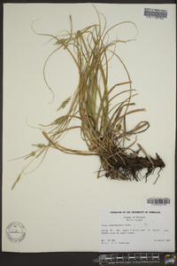 Carex cherokeensis image