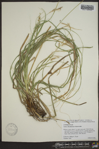 Carex cherokeensis image