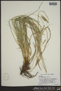 Carex cherokeensis image