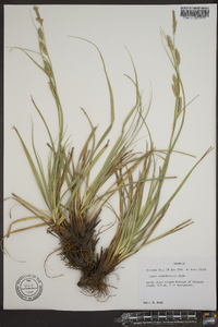 Carex cherokeensis image