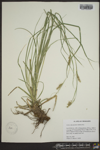 Carex cherokeensis image