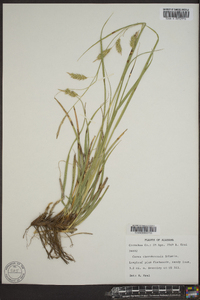 Carex cherokeensis image