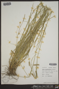 Carex cherokeensis image