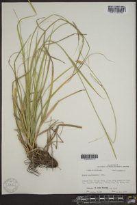 Carex cherokeensis image