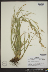 Carex cherokeensis image