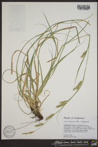 Carex cherokeensis image