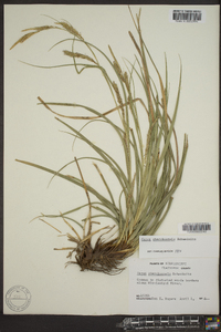 Carex cherokeensis image