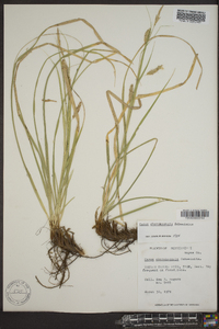 Carex cherokeensis image