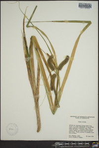 Carex comosa image