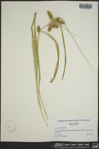 Carex comosa image