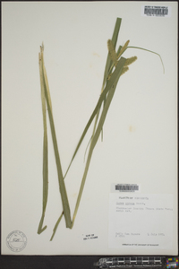 Carex comosa image