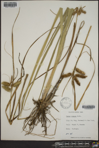 Carex comosa image