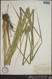 Carex comosa image